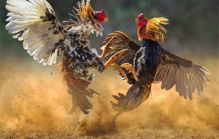 Tuyệt Chiêu Cách Chơi Đá Gà WS168 Tại 28Win Giúp Cược Thủ Thắng Lớn